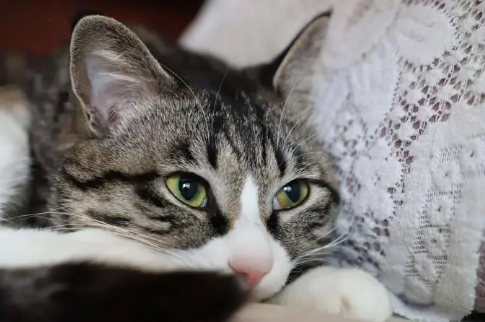 这几种最适合家养的猫 优缺点都列出来了 这几种最适合家养的猫 优缺点都列出来了