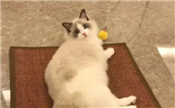 猫咪的魅力到底有多大