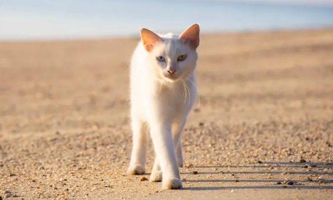 猫咪经常趴在窗台是为什么