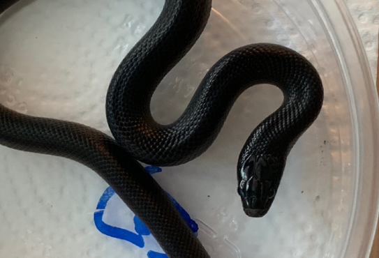黑王蛇能长多大