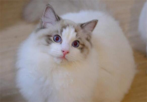 布偶猫很美,但它这6个缺点不能忽视,新手千万别养 布偶猫很美,但它这6个缺点不能忽视,新手千万别养