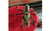怎样挑选蝈蝈