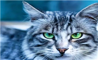狸花猫的行为解读手册