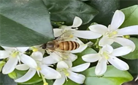 蜜蜂采桐树花吗