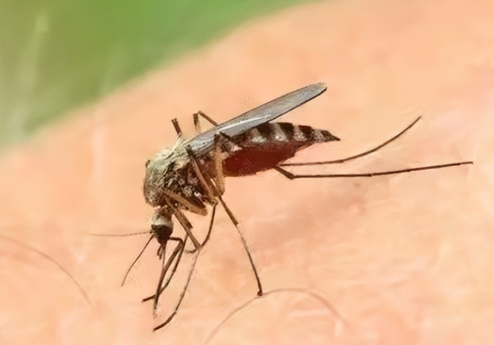 蚊子的生命周期是多长