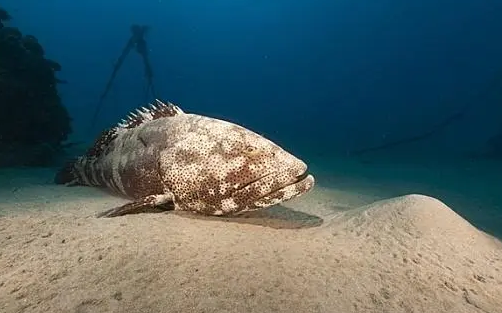 深海石斑鱼价格多少钱一斤