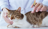 猫咪膀胱炎几天能好