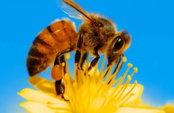 蜜蜂活多少天