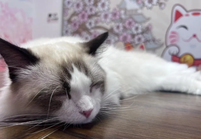 布偶猫和什么猫配种最好? 布偶猫和什么猫配种最好?