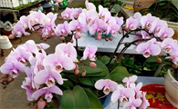 蝴蝶兰花咋养