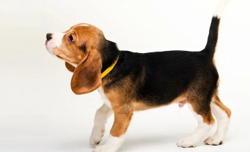 十大可爱的犬种排行榜,前十名可爱的狗狗犬种 十大可爱的犬种排行榜,前十名可爱的狗狗犬种