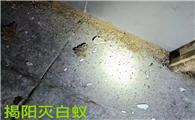 灭白蚁的办法