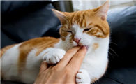 猫咪跟你玩的时候突然咬你