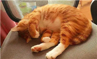 猫咪爱呼噜是怎么回事