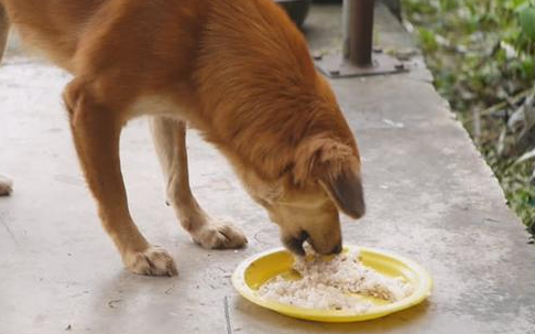 狗吃冰冻食物直接吃会死吗