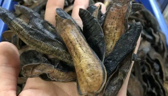 水蛭怎么吃治脑血拴
