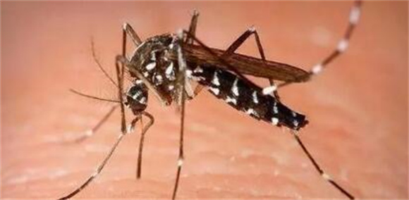 蚊子的寿命是多长