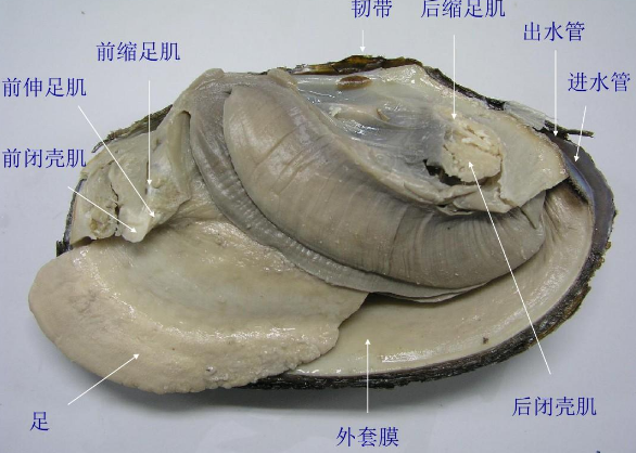 河蚌结构示意图及名称