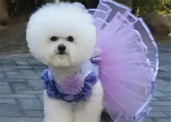 揭秘!养比熊犬久了,都会有这些“改变”! 揭秘!养比熊犬久了,都会有这些“改变”!