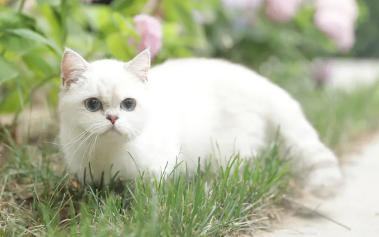 矮脚猫品种的繁育困境