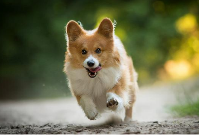 行为学 | 犬分离焦虑症的诊治