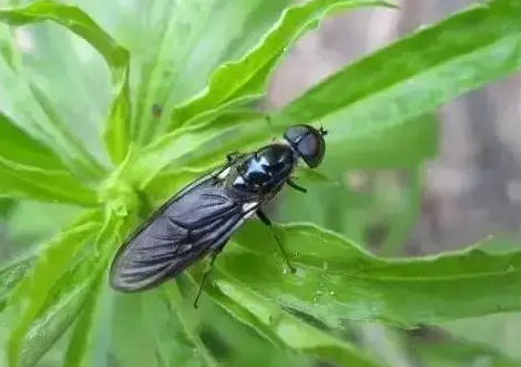 黑水虻属于什么行业