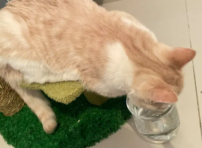 猫咪喝了爆炸盐的水怎么办呢