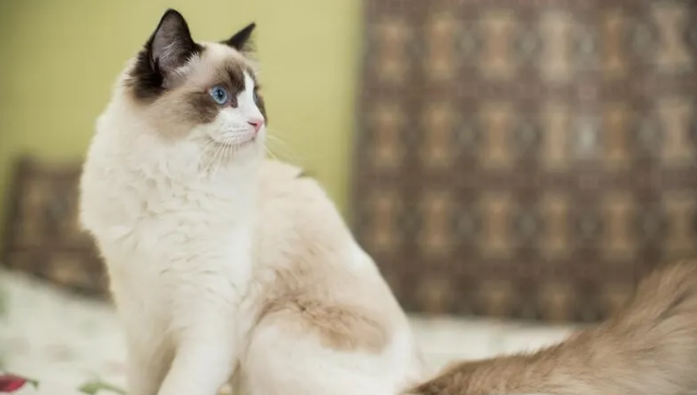 布偶猫怎么养?你知道怎么帮布偶猫选猫粮吗? 布偶猫怎么养?你知道怎么帮布偶猫选猫粮吗?