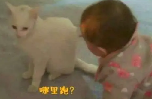 小主人抱着猫咪“狂吸”，猫咪一脸无奈