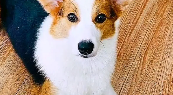 柯基犬的“短腿基因”到底能有多强大？