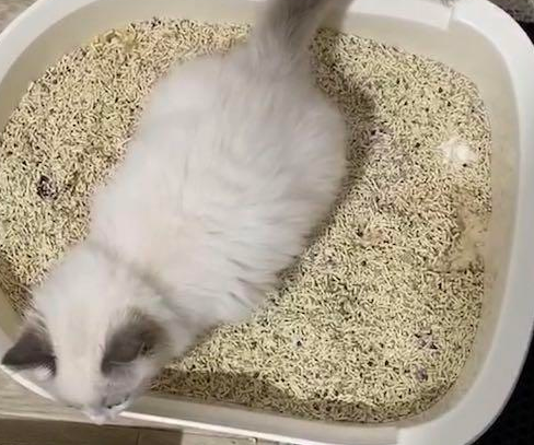 猫拉屎最后一点带血 猫拉屎最后一点带血