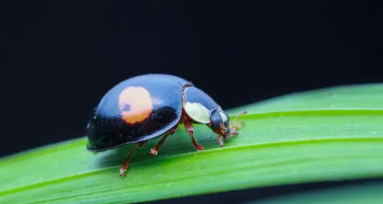 二星瓢虫是不是益虫