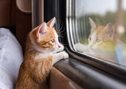 猫可以坐高铁吗