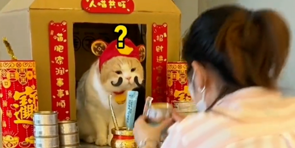 养了招财猫的人才是最幸运