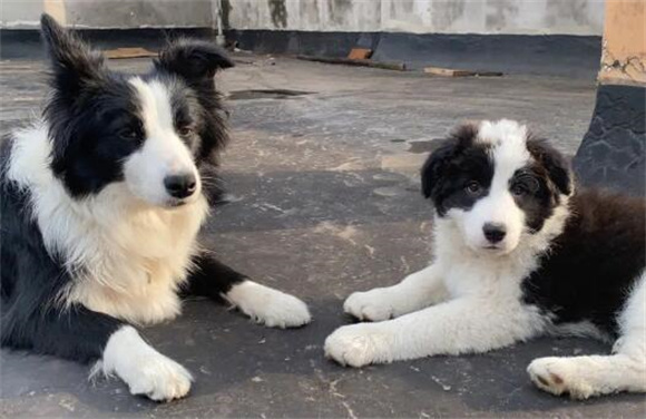 边境牧羊犬莫名拉稀可能和这个有关