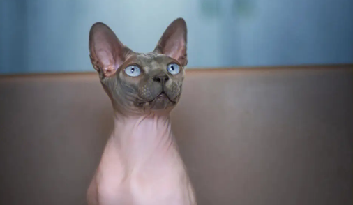 无毛猫寿命一般多少年? 无毛猫寿命一般多少年?