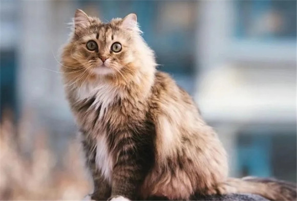 明明中华田园猫更好养,为什么没有宠物猫受欢迎? 明明中华田园猫更好养,为什么没有宠物猫受欢迎?
