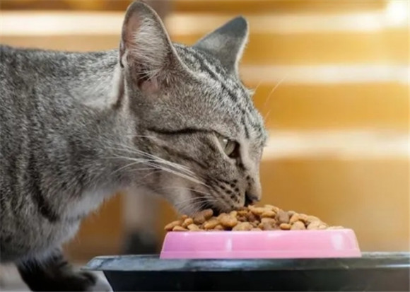 选择猫粮究竟要考虑哪些因素？