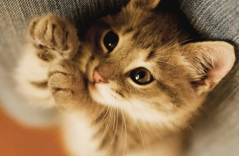 猫几个月下崽