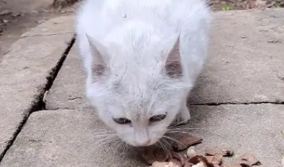 猫可以吃猪肝吗煮熟的