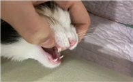 猫会换牙吗