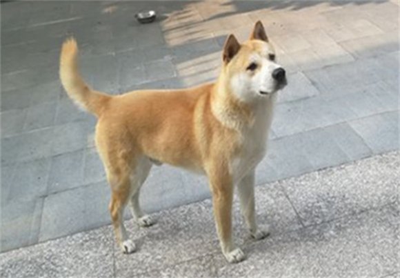 白身黄头狗能旺家吗 白身黄头狗能旺家吗