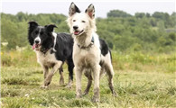 边境牧羊犬太瘦怎么办？