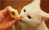 猫可以吃梨吗