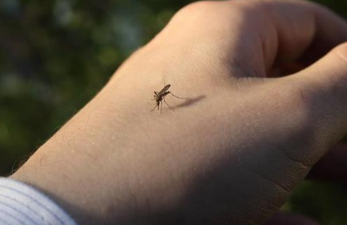 蚊子怎么能彻底消灭