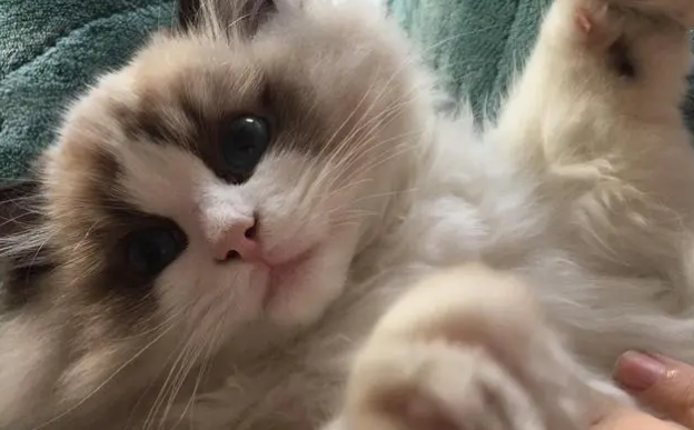 布偶猫有这些表现，说明把你当父母了，别傻傻不知