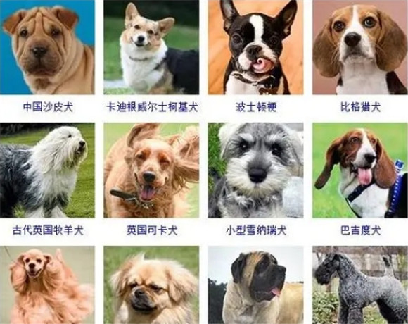 100多种名犬排行图片