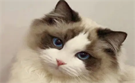 猫cfa证书多少钱