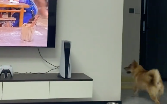 狗狗看到电视里的人往边上跑，它以为要出来了