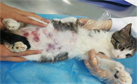 猫白血病能治愈吗